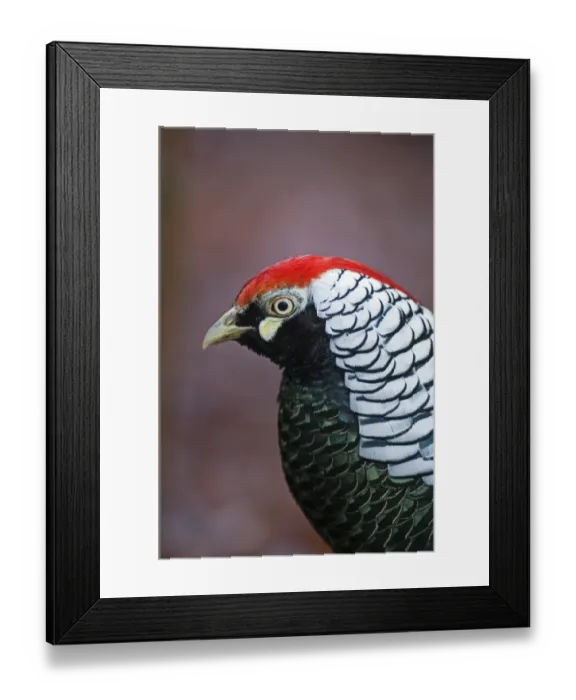 Framed Print : Lady Amherst's Pheasant (Chrysolophus amherstiae) introduced species, adult male, close-up of head, Norfolk, England, february