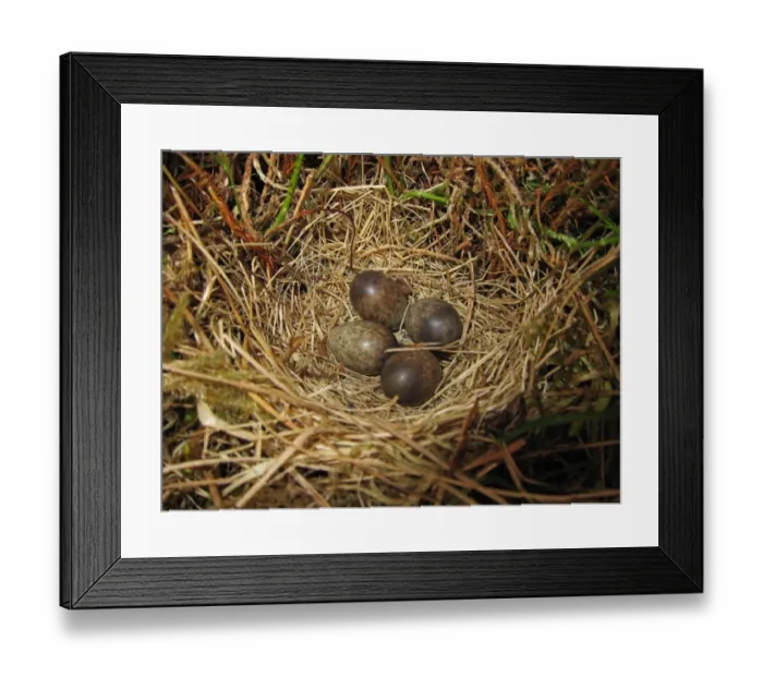 Framed Print : Meadow Pipit (Anthus pratensis) four eggs in nest, Kelburn, North Aryshire, Scotland, june