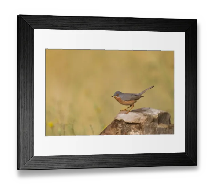 Framed Print : Subalpine Warbler (Sylvia cantillans) adult male, standing on rock, Spain, may
