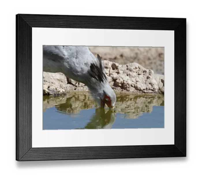 Framed Print : Secretary-bird (Sagittarius serpentarius) adult, close-up of head, drinking, Kalahari Gemsbok N. P. Kgalagadi Transfrontier Park, South Africa Framed Print : Secretary-bird (Sagittarius serpentarius) adult, close-up of head, drinking, Kalahari Gemsbok N. P. Kgalagadi Transfrontier Park, South Africa