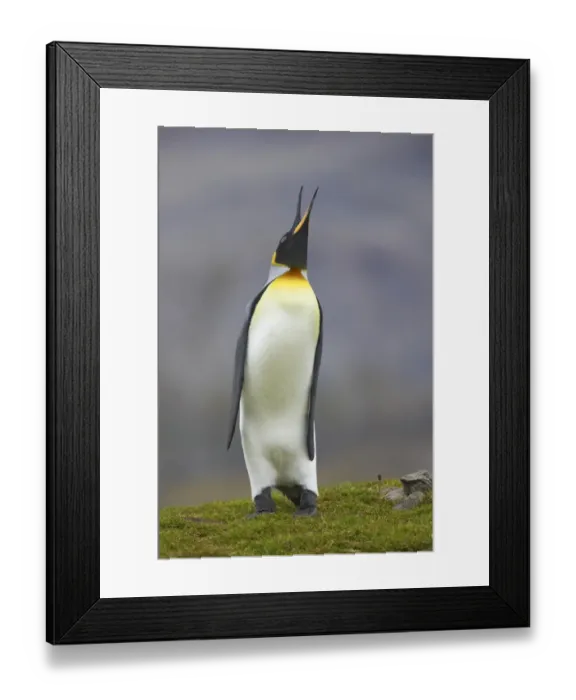 Framed Print : King Penguin (Aptenodytes patagonicus) adult, braying, standing on grass, Fortuna Bay, South Georgia Framed Print : King Penguin (Aptenodytes patagonicus) adult, braying, standing on grass, Fortuna Bay, South Georgia