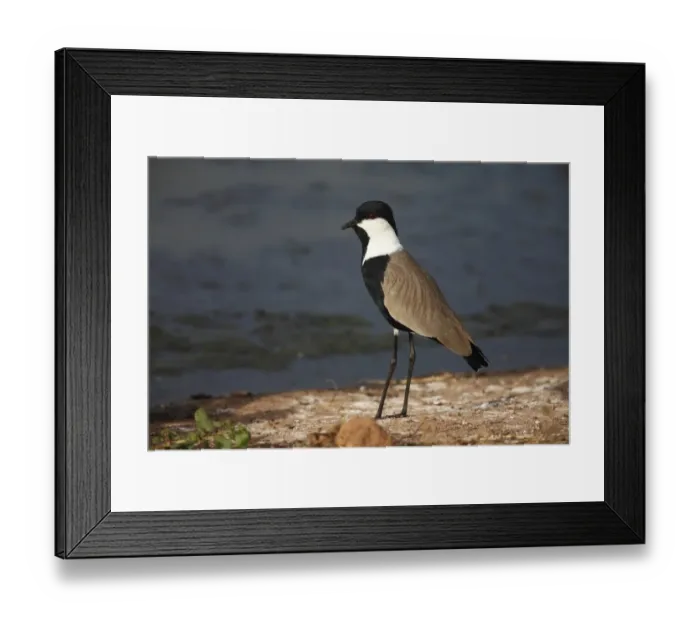 Framed Print : Spur-winged Lapwing (Vanellus spinosus) adult, standing on shore, Gambia, january Framed Print : Spur-winged Lapwing (Vanellus spinosus) adult, standing on shore, Gambia, january