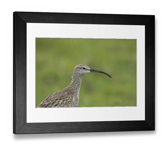 Framed Print : Whimbrel (Numenius phaeopus) adult, close-up of head and neck, Mainland, Shetland Islands, Scotland Framed Print : Whimbrel (Numenius phaeopus) adult, close-up of head and neck, Mainland, Shetland Islands, Scotland