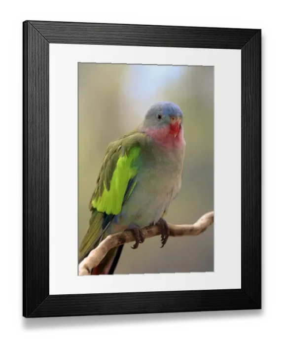 Framed Print : Princess Parrot (Polytelis alexandrae) adult, perched on twig, Outback, Northern Territory, Australia Framed Print : Princess Parrot (Polytelis alexandrae) adult, perched on twig, Outback, Northern Territory, Australia