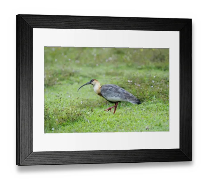 Framed Print : Buff-necked Ibis (Theristicus caudatus) adult, walking on ground, Rupununi, Guyana Framed Print : Buff-necked Ibis (Theristicus caudatus) adult, walking on ground, Rupununi, Guyana