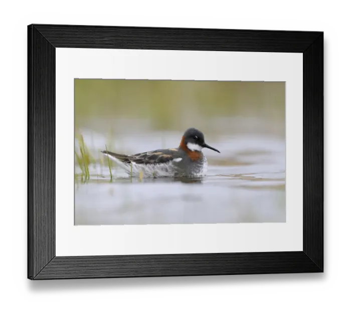 Framed Print : Red-necked Phalarope (Phalaropus lobatus) adult female, breeding plumage, resting on water, Varanger, Norway, may Framed Print : Red-necked Phalarope (Phalaropus lobatus) adult female, breeding plumage, resting on water, Varanger, Norway, may