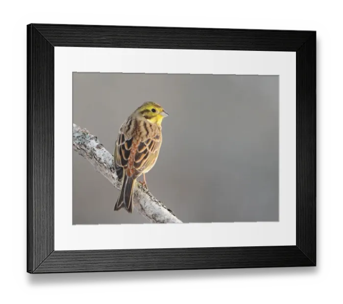 Framed Print : Yellowhammer (Emberiza citrinella) adult male, perched on branch, Sweden, january Framed Print : Yellowhammer (Emberiza citrinella) adult male, perched on branch, Sweden, january