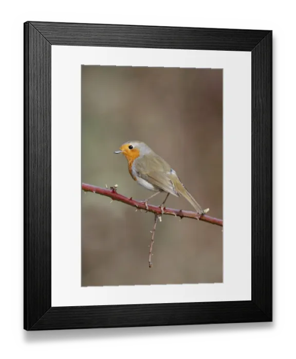 Framed Print : European Robin (Erithacus rubecula) adult, perched on bramble stem, Leicestershire, England, february Framed Print : European Robin (Erithacus rubecula) adult, perched on bramble stem, Leicestershire, England, february