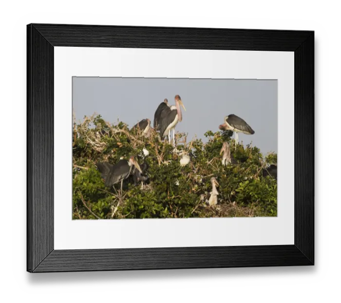 Framed Print : Marabou Stork (Leptoptilos crumeniferus) adults with chicks at nest, nesting colony in tree, Godikwe Lagoon, Okavango Delta, Botswana Framed Print : Marabou Stork (Leptoptilos crumeniferus) adults with chicks at nest, nesting colony in tree, Godikwe Lagoon, Okavango Delta, Botswana