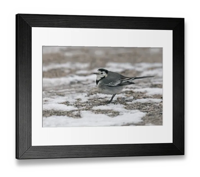 Framed Print : Pied Wagtail (Motacilla alba yarrellii) adult, standing in snow, England, january Framed Print : Pied Wagtail (Motacilla alba yarrellii) adult, standing in snow, England, january