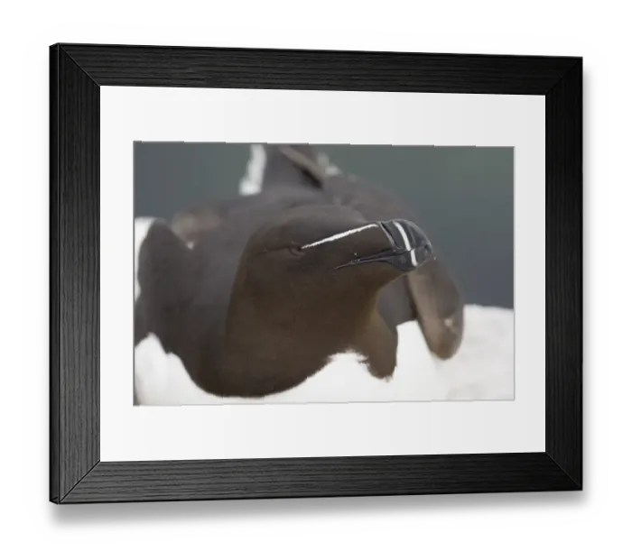 Framed Print : Razorbill (Alca torda) adult, close-up of head, Inner Farne, Farne Islands, Northumberland, England, summer Framed Print : Razorbill (Alca torda) adult, close-up of head, Inner Farne, Farne Islands, Northumberland, England, summer
