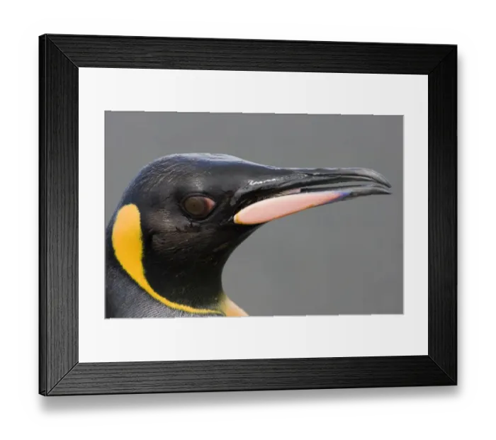 Framed Print : King Penguin (Aptenodytes patagonicus) adult, close-up of head and beak, St. Andrews Bay, South Georgia, november