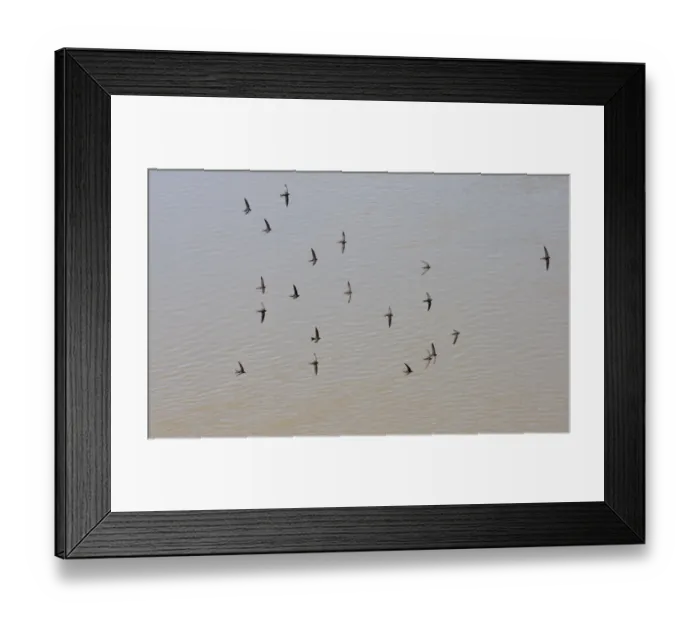 Framed Print : Common Swift (Apus apus) flock, in flight, screaming over water, Spain, june Framed Print : Common Swift (Apus apus) flock, in flight, screaming over water, Spain, june