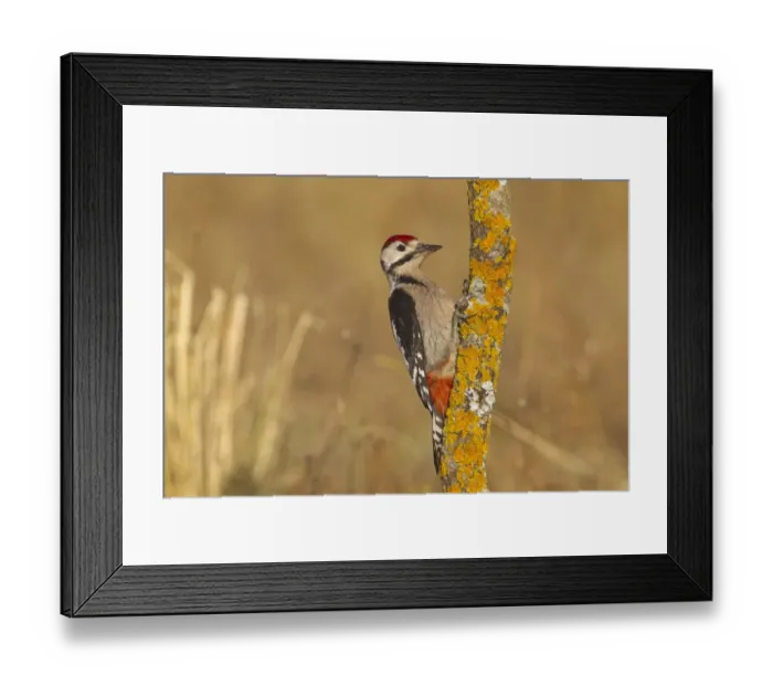 Framed Print : Greater Spotted Woodpecker (Dendrocopus major) juvenile, clinging to lichen covered trunk, Northern Spain, july Framed Print : Greater Spotted Woodpecker (Dendrocopus major) juvenile, clinging to lichen covered trunk, Northern Spain, july