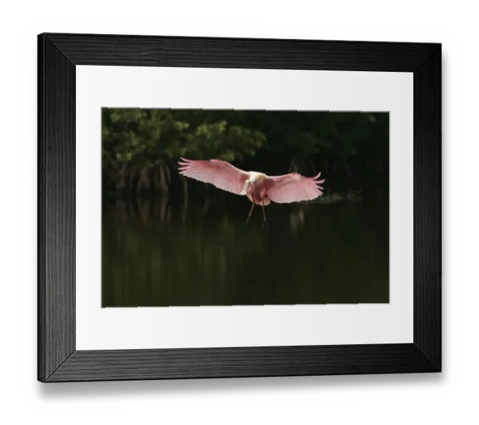Framed Print : Roseate Spoonbill (Ajaia ajaja) adult, in flight, landing in mangrove lagoon, Ding Darling N. W. R. Florida, U. S. A Framed Print : Roseate Spoonbill (Ajaia ajaja) adult, in flight, landing in mangrove lagoon, Ding Darling N. W. R. Florida, U. S. A