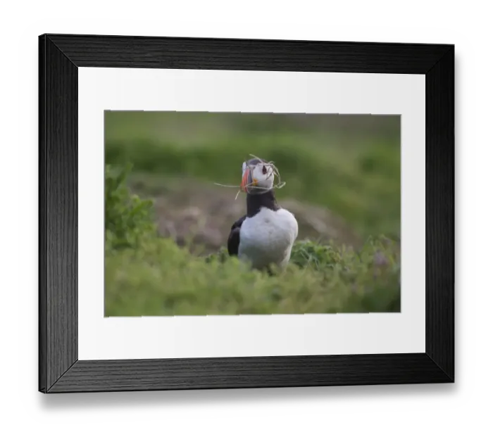 Framed Print : Atlantic Puffin (Fratercula arctica) adult, with nesting material in beak, Skomer Island, Pembrokeshire, Wales, july Framed Print : Atlantic Puffin (Fratercula arctica) adult, with nesting material in beak, Skomer Island, Pembrokeshire, Wales, july