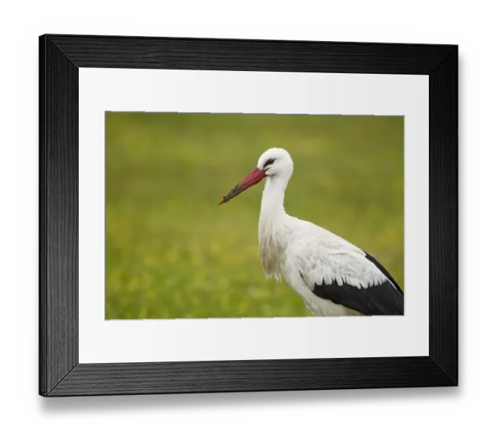 Framed Print : White Stork (Ciconia ciconia) adult, Extremadura, Spain, april