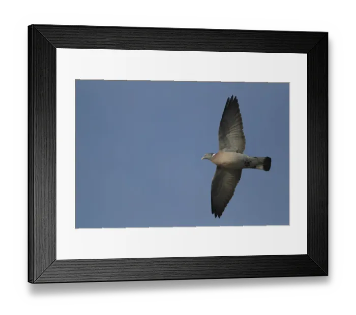 Framed Print : Wood Pigeon (Columba palumbus) adult, in flight, Derbyshire, England, february Framed Print : Wood Pigeon (Columba palumbus) adult, in flight, Derbyshire, England, february