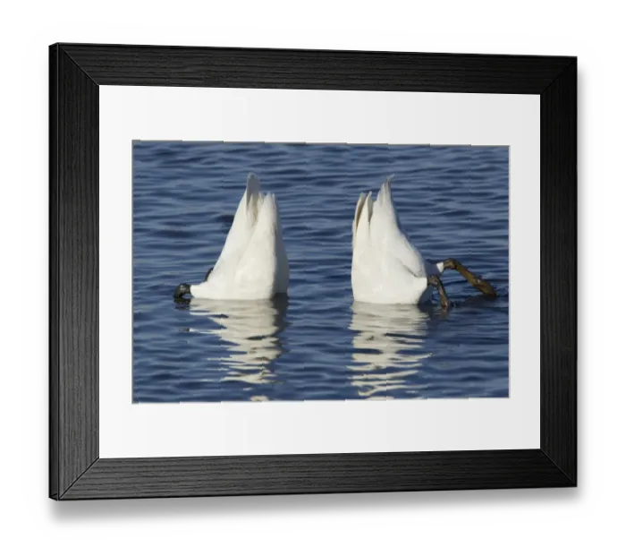 Framed Print : Whooper Swan (Cygnus cygnus) adult pair, up-ending in water, Ouse Washes, Norfolk, England, february Framed Print : Whooper Swan (Cygnus cygnus) adult pair, up-ending in water, Ouse Washes, Norfolk, England, february