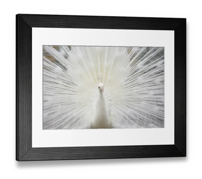 Framed Print : Indian Peafowl (Pavo cristatus) albino, adult male, displaying (captive) Framed Print : Indian Peafowl (Pavo cristatus) albino, adult male, displaying (captive)