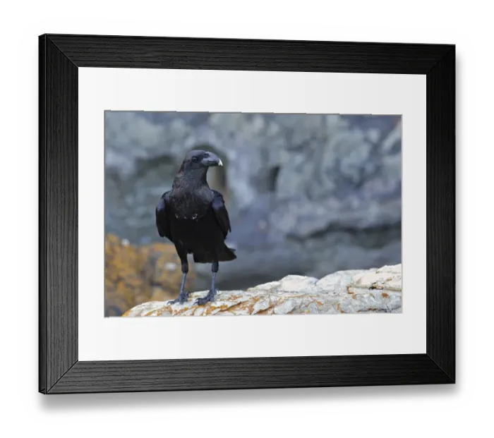 Framed Print : White-necked Raven (Corvus albicollis) adult, standing on rock, Otter Trail, Garden Route, Western Cape, South Africa Framed Print : White-necked Raven (Corvus albicollis) adult, standing on rock, Otter Trail, Garden Route, Western Cape, South Africa