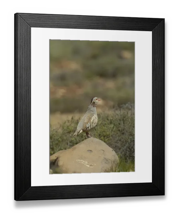 Framed Print : Barbary Partridge (Alectoris barbara) adult male, calling, standing on rock, Fuerteventura, Canary Islands, march Framed Print : Barbary Partridge (Alectoris barbara) adult male, calling, standing on rock, Fuerteventura, Canary Islands, march