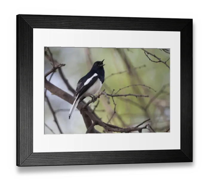 Framed Print : Oriental Magpie-robin (Copsychus saularis) adult male, singing, perched on twig, Keoladeo Ghana N. P. (Bharatpur), Rajasthan, India