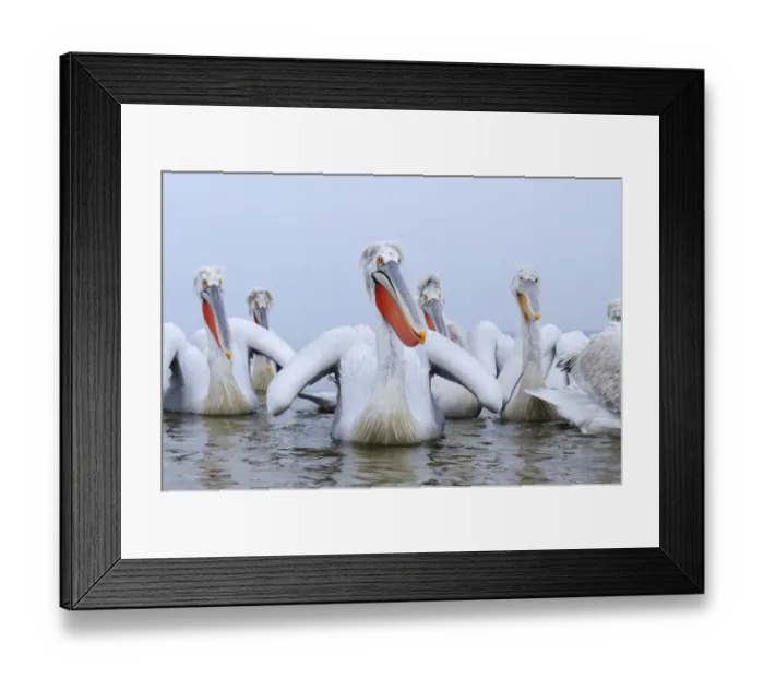 Framed Print : Dalmatian Pelican (Pelecanus crispus) adults, breeding plumage, group swimming, Lake Kerkini, Macedonia, Greece Framed Print : Dalmatian Pelican (Pelecanus crispus) adults, breeding plumage, group swimming, Lake Kerkini, Macedonia, Greece