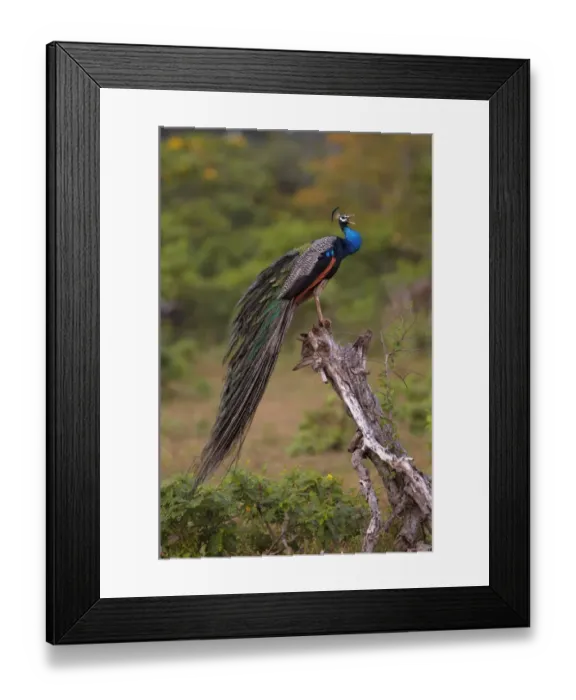 Framed Print : Indian Peafowl (Pavo cristatus) adult male, calling, perched on stump, Yala N. P. Sri Lanka Framed Print : Indian Peafowl (Pavo cristatus) adult male, calling, perched on stump, Yala N. P. Sri Lanka