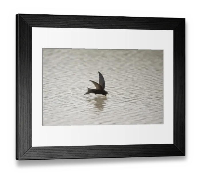 Framed Print : Common Swift (Apus apus) adult, drinking in flight, Spain, may Framed Print : Common Swift (Apus apus) adult, drinking in flight, Spain, may