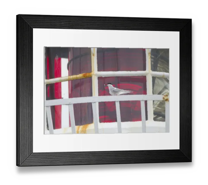 Framed Print : Arctic Tern (Sterna paradisea) adult, with sandeel in beak, standing on lighthouse railing, Inner Farne, Farne Islands, Northumberland, England, june Framed Print : Arctic Tern (Sterna paradisea) adult, with sandeel in beak, standing on lighthouse railing, Inner Farne, Farne Islands, Northumberland, England, june