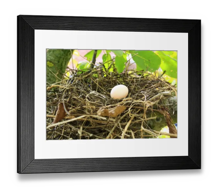 Framed Print : Wood Pigeon (Columba palumbus) one egg in nest, on branch of Common Walnut (Juglans regia) tree in garden, Suffolk, England, august Framed Print : Wood Pigeon (Columba palumbus) one egg in nest, on branch of Common Walnut (Juglans regia) tree in garden, Suffolk, England, august