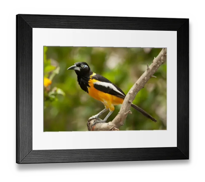 Framed Print : Troupial (Icterus icterus) adult, perched on branch, Curacao, Lesser Antilles, Caribbean Framed Print : Troupial (Icterus icterus) adult, perched on branch, Curacao, Lesser Antilles, Caribbean