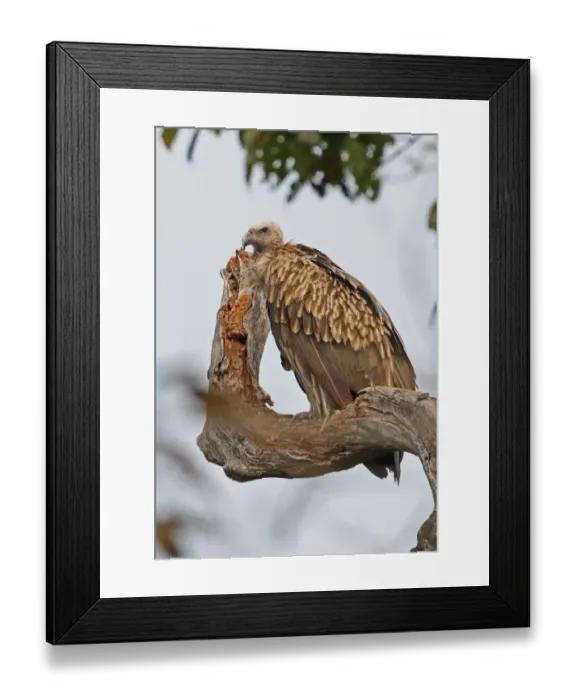 Framed Print : Himalayan Griffon (Gyps himalayensis) immature, perched on snag, Kaziranga N. P. Assam, India, january Framed Print : Himalayan Griffon (Gyps himalayensis) immature, perched on snag, Kaziranga N. P. Assam, India, january