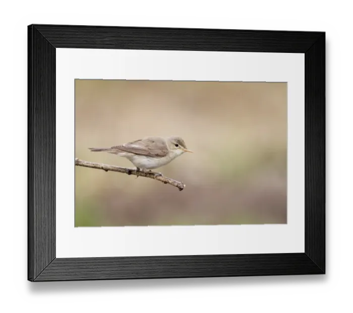 Framed Print : Eastern Olivaceous Warbler (Hippolais pallida) adult, perched on twig, Bulgaria, may Framed Print : Eastern Olivaceous Warbler (Hippolais pallida) adult, perched on twig, Bulgaria, may