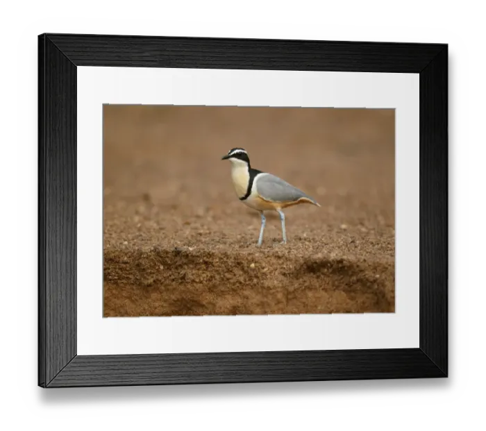 Framed Print : Egyptian Plover (Pluvianus aegyptius) adult, standing on sandy riverbank, Niokolo-Koba, Senegal, february Framed Print : Egyptian Plover (Pluvianus aegyptius) adult, standing on sandy riverbank, Niokolo-Koba, Senegal, february
