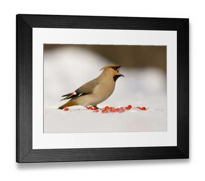 Framed Print : Bohemian Waxwing (Bombycilla garrulus) adult, feeding on fallen Rowan (Sorbus aucuparia) berries in snow, Finland, march Framed Print : Bohemian Waxwing (Bombycilla garrulus) adult, feeding on fallen Rowan (Sorbus aucuparia) berries in snow, Finland, march