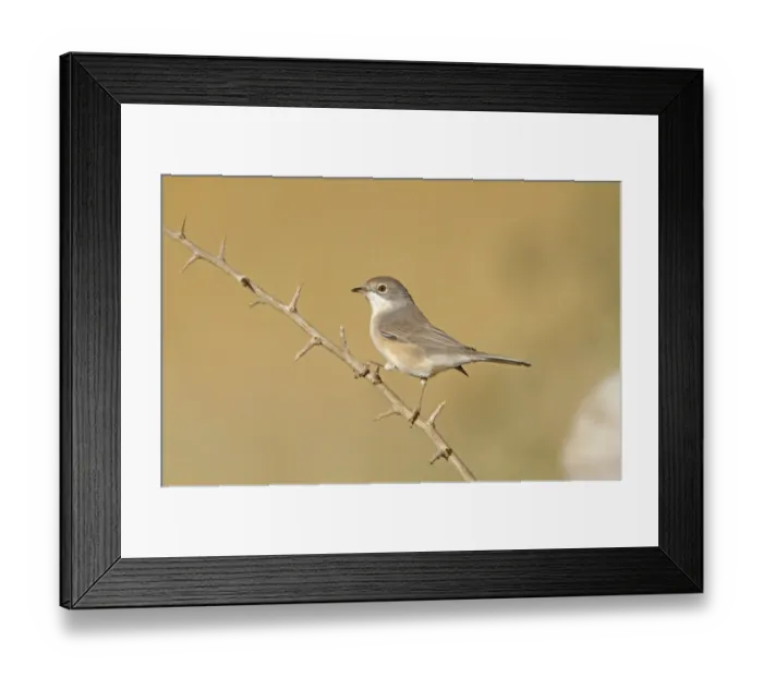 Framed Print : Subalpine Warbler (Sylvia cantillans) autumn female  /  immature, perched on twig, Northern Spain, september