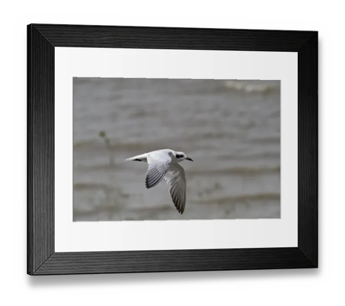 Framed Print : Gull-billed Tern (Gelochelidon nilotica) adult, non-breeding plumage, in flight over water, Cairns, Queensland, Australia Framed Print : Gull-billed Tern (Gelochelidon nilotica) adult, non-breeding plumage, in flight over water, Cairns, Queensland, Australia