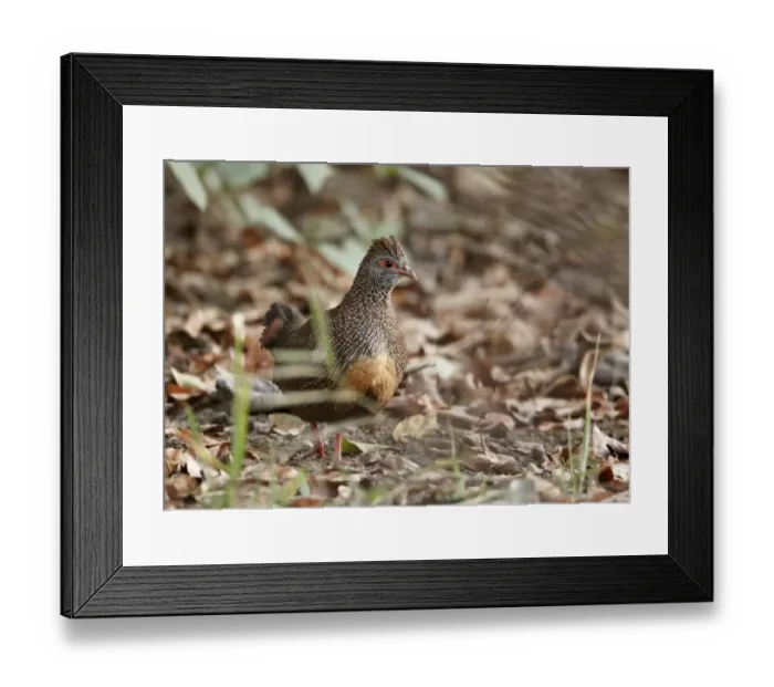 Framed Print : Stone Partridge (Ptilopachus petrosus) adult, walking on forest floor, near Toubacouta, Senegal, january Framed Print : Stone Partridge (Ptilopachus petrosus) adult, walking on forest floor, near Toubacouta, Senegal, january