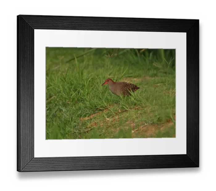 Framed Print : Slaty-breasted Rail (Gallirallus striatus albiventer) adult, standing on grassy bank at edge of marsh, Thailand, february