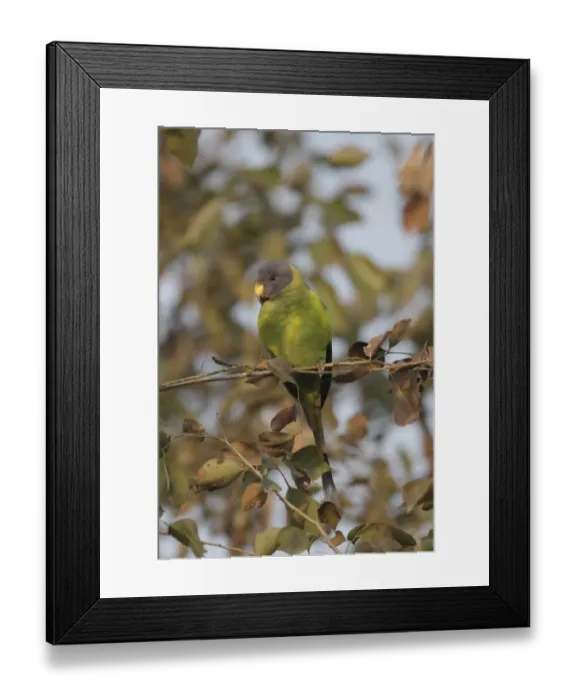 Framed Print : Plum-headed Parakeet (Psittacula cyanocephala) adult female, perched on twig, Ranthambore N. P. Rajasthan, India, january