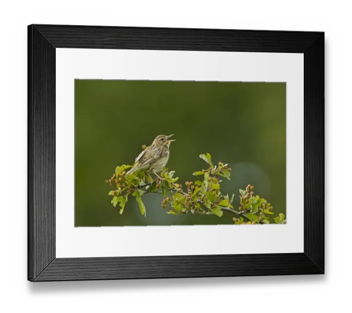 Framed Print : Tree Pipit (Anthus trivialis) adult, singing, perched on hawthorn, Cotswolds, Gloucestershire, England, june