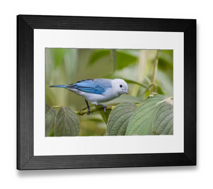 Framed Print : Blue-grey Tanager (Thraupis episcopus cana) adult male, perched on stem, El Valle, Panama Framed Print : Blue-grey Tanager (Thraupis episcopus cana) adult male, perched on stem, El Valle, Panama