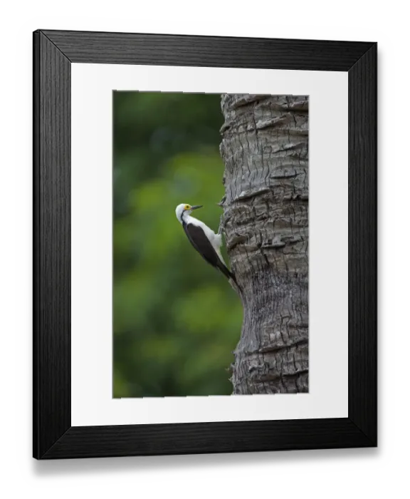Framed Print : White Woodpecker (Melanerpes candidus) adult, clinging to tree trunk, Pantanal, Mato Grosso, Brazil Framed Print : White Woodpecker (Melanerpes candidus) adult, clinging to tree trunk, Pantanal, Mato Grosso, Brazil
