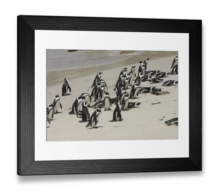 Framed Print : Jackass Penguin (Spheniscus demersus) aduls, colony on sandy beach, Boulders Beach, Simon's Town, Western Cape, South Africa