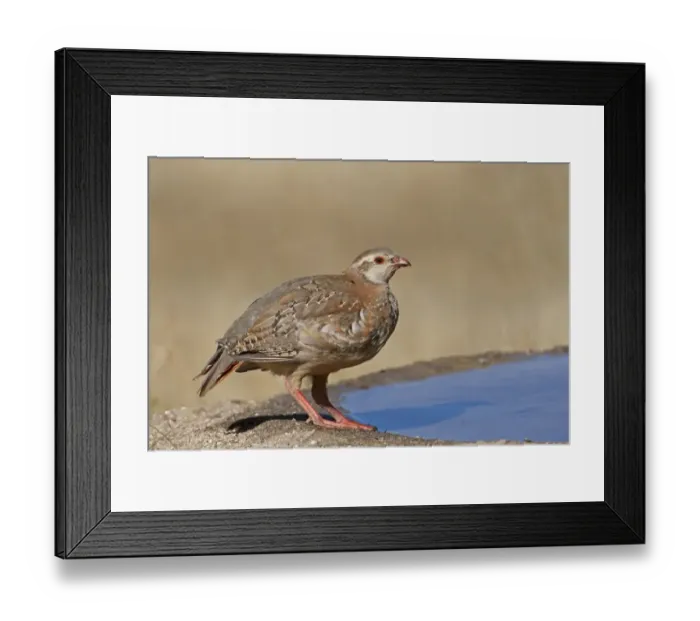 Framed Print : Red-legged Partridge (Alectoris rufa) juvenile, drinking, standing at edge of water, Northern Spain, july Framed Print : Red-legged Partridge (Alectoris rufa) juvenile, drinking, standing at edge of water, Northern Spain, july