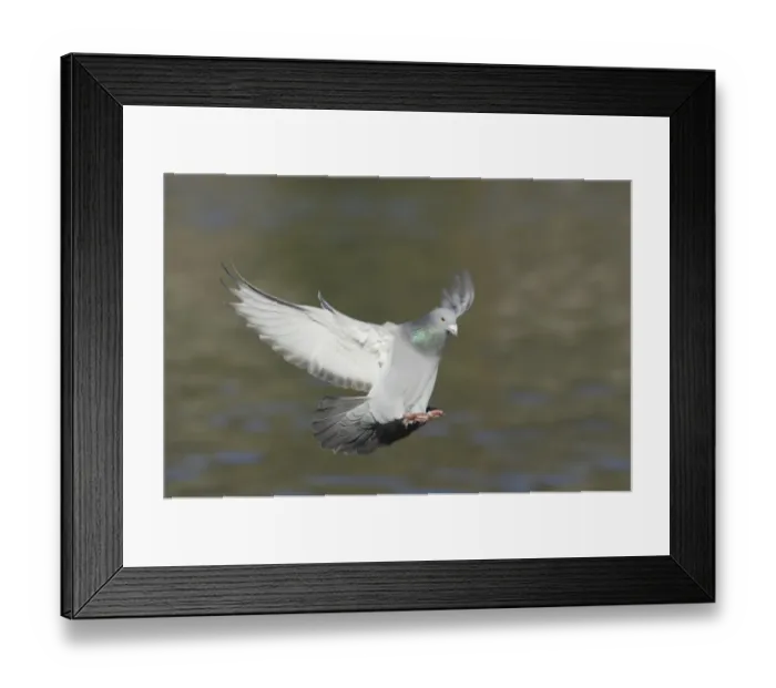 Framed Print : Feral Pigeon (Columba livia) adult, in flight, landing, Sussex, England Framed Print : Feral Pigeon (Columba livia) adult, in flight, landing, Sussex, England