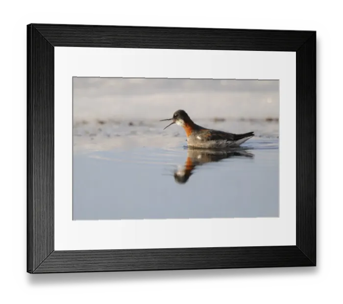 Framed Print : Red-necked Phalarope (Phalaropus lobatus) adult female, breeding plumage, calling, swimming in lake, Varanger, Norway, may Framed Print : Red-necked Phalarope (Phalaropus lobatus) adult female, breeding plumage, calling, swimming in lake, Varanger, Norway, may