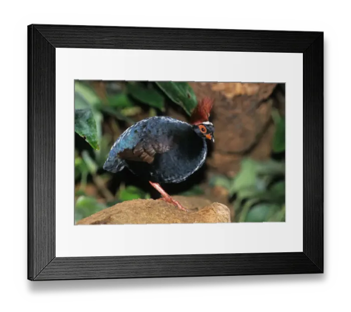 Framed Print : Crested Partridge (Rollulus roulroul) adult male, standing (captive)